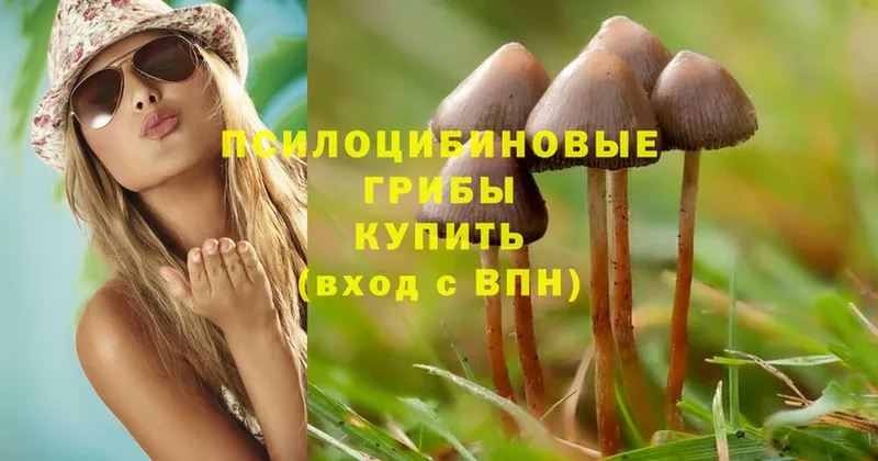 Псилоцибиновые грибы MAGIC MUSHROOMS  закладки  Тверь 